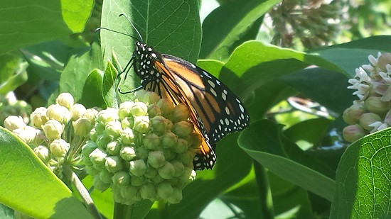 June 26, 2016 - Protecting Monarchs and the Great Lakes 							