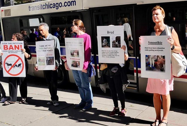 Chicago Alliance for Animals protests carriage horses
