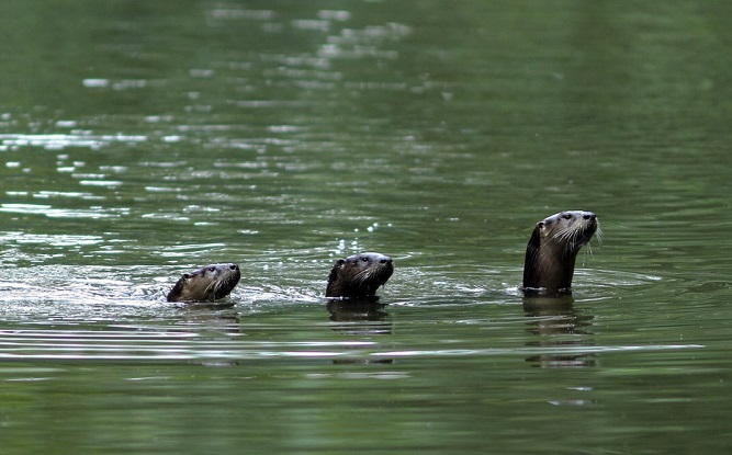 River Otters - Photo by David Hale