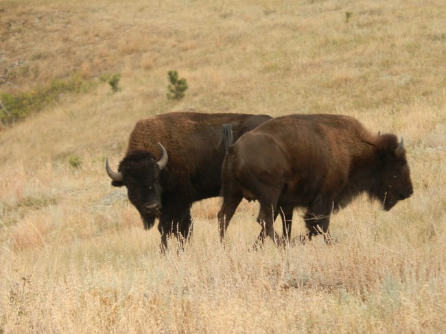 Bison, but NOT at Midewin