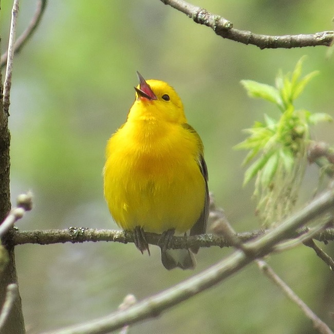 A warbler spotted during a bird count.