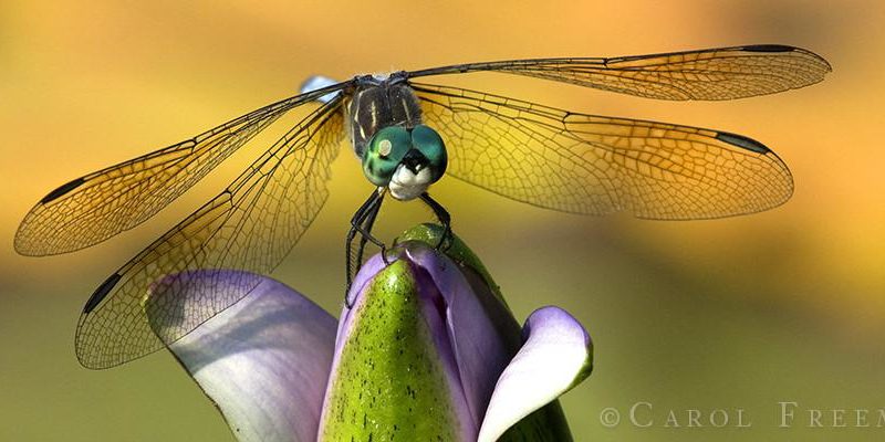 Dragonfly. Photo courtesy of Carol Freeman Photography