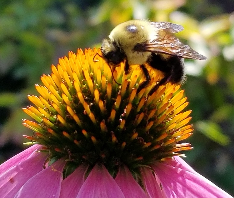 Bumble bee on coneflower