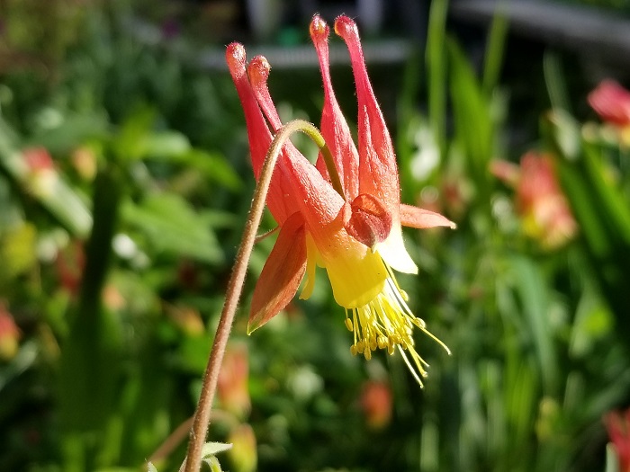 columbine, one of many perennial plants