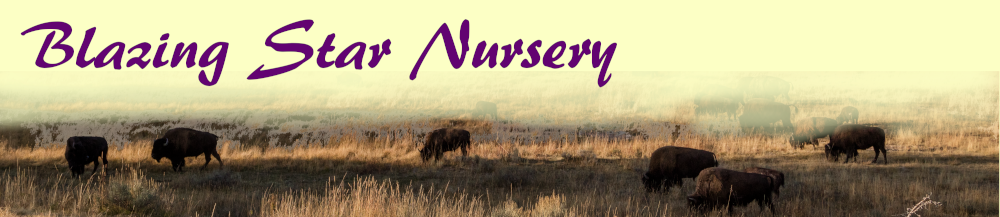 Blazing Star Nursery - How To Save Your Favorite River