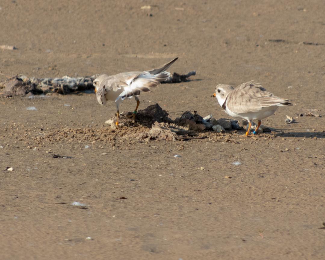 Piping plovers at Montrose Beach
