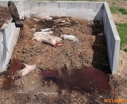 Dead pigs on compost pile in Illinois