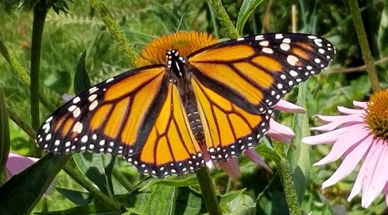 An amazing year - Monarch butterfly