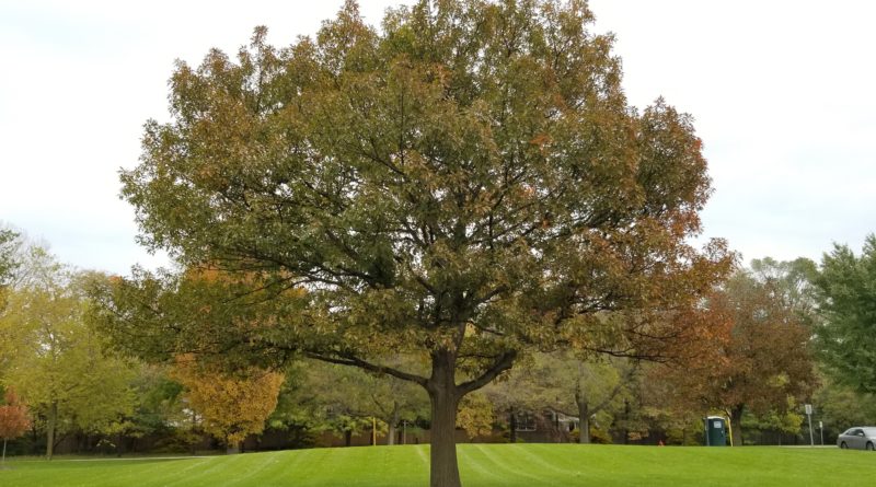 Tree Care Season - Wilmette Tree Fall