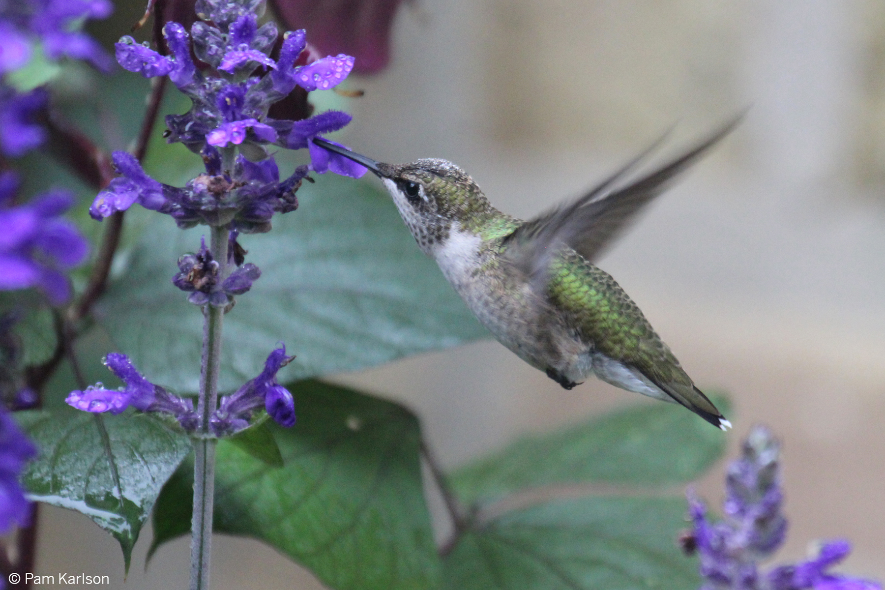 Sustainable landscapes - hummingbird