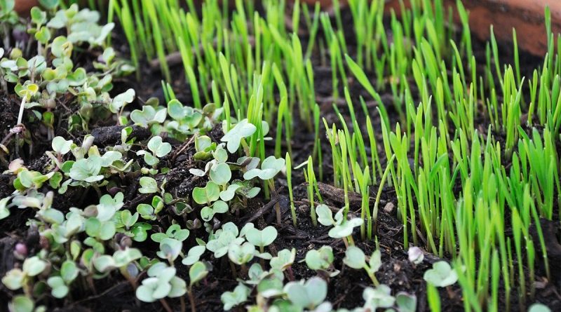 Growing Organic Microgreens Indoors