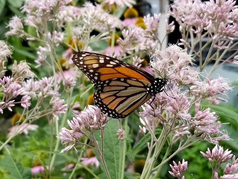 Preventing Monarch Butterfly Roadkill - The Mike Nowak Show with Peggy ...