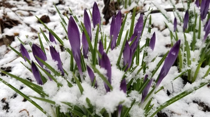 Spring is still scheduled - purple crocuses