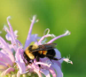 Rusty-patched-bumble-bee