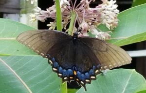 Black Gardeners Matter, and so do black swallowtail butterflies