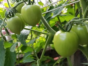 Black Gardeners matter, and they grow Garden Gem Tomatoes
