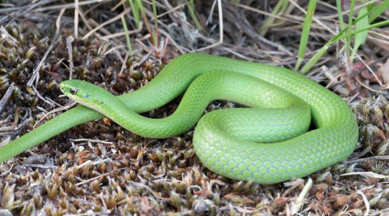 Snakes, forest preserves and Green Divas