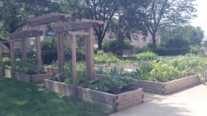 UIC Nutrition Teaching Garden