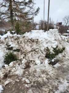 Plow damage to shrubs