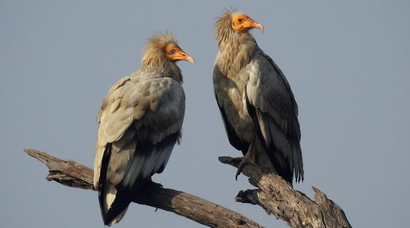 Irreplaceable - Egyptian vulture (Neophron percnopterus)