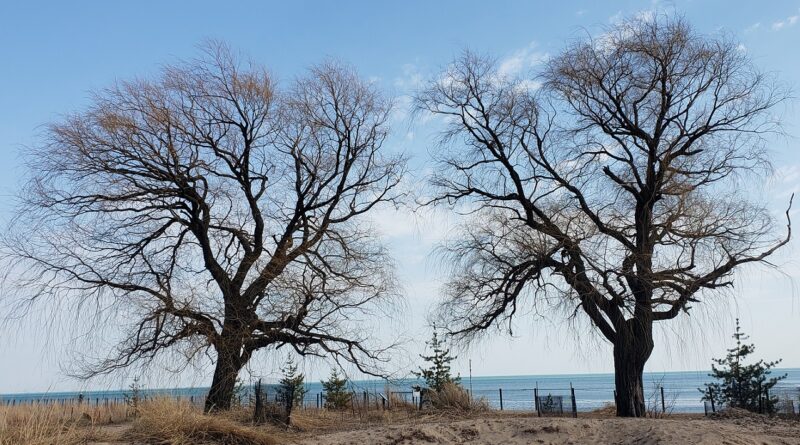 Meet the Challenge of Spring - Lake Michigan Trees