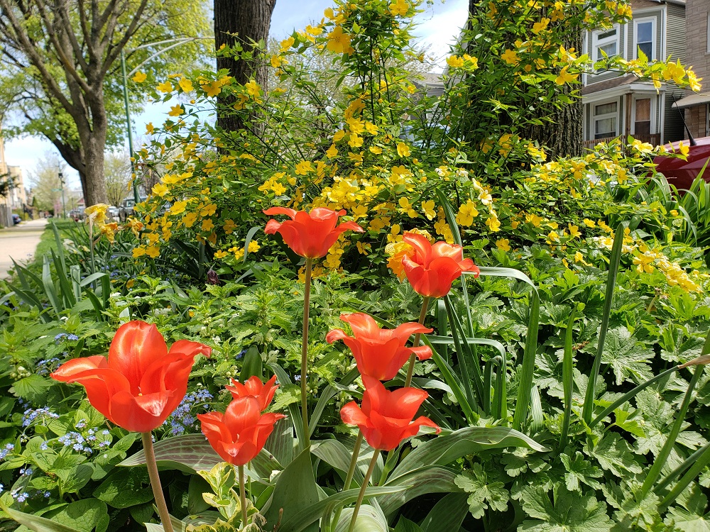 Kerria japonica and tulips