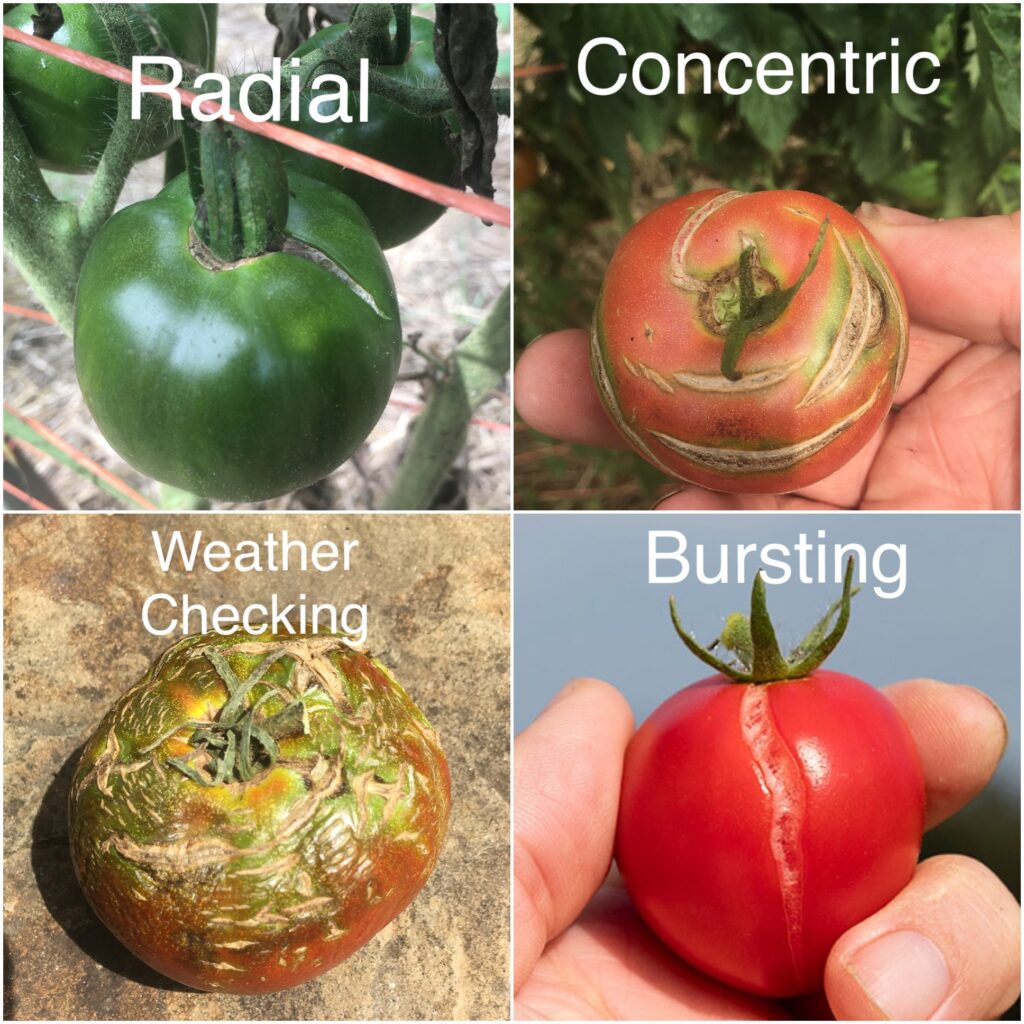 Types of tomato cracks