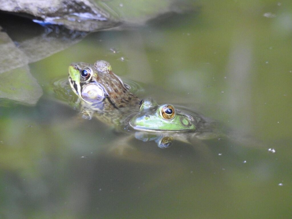 Create sanctuary - greenfrog and bullfrog