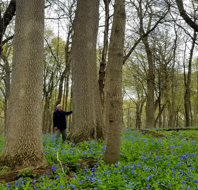 Survival tip - Guy Sternberg and blue ash trees