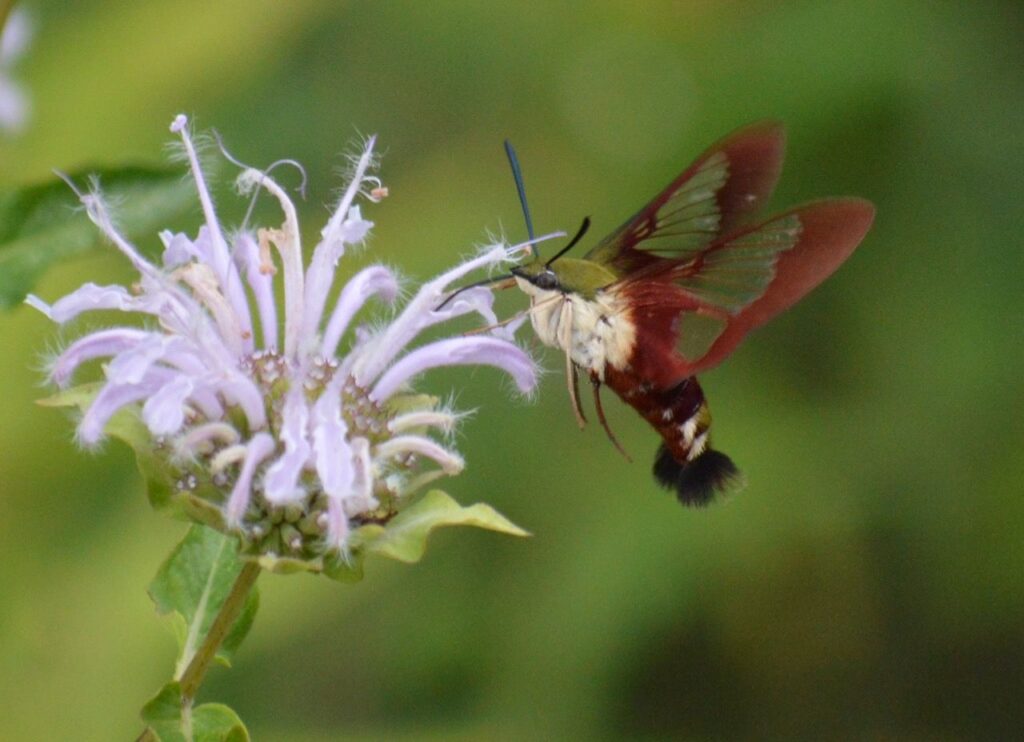 Create sanctuary - hummingbird moth