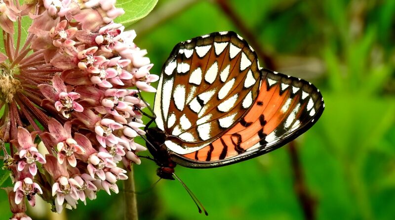 Butterfly Whisperer - regal fritillary