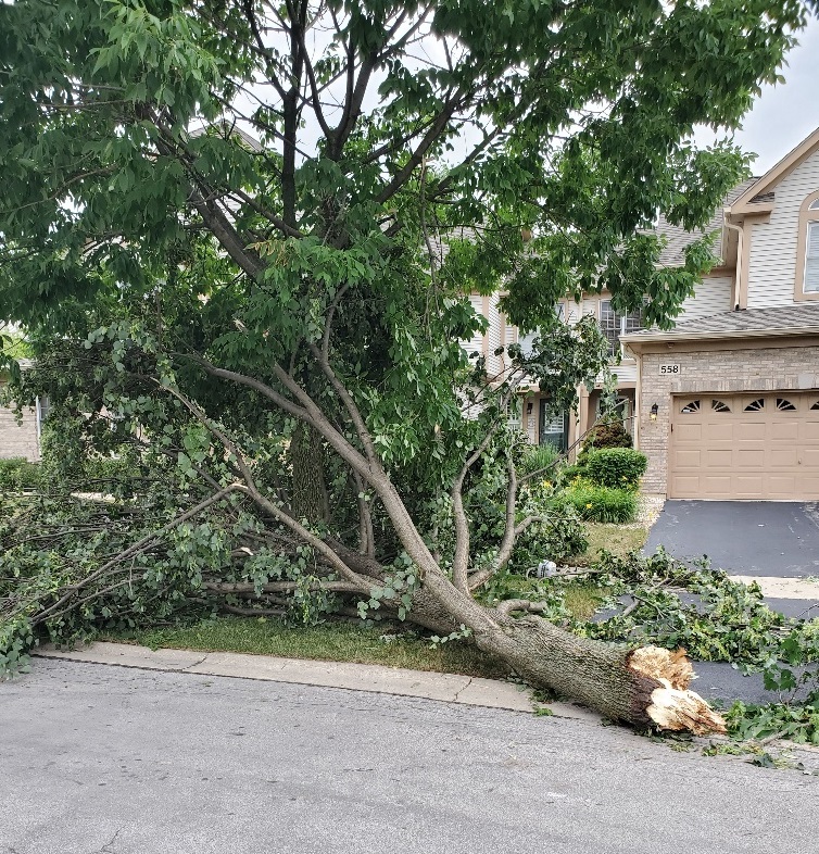 How to Rescue Trees from Storm Damage