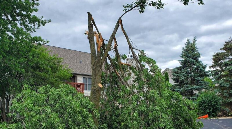 How to Rescue Storm Damaged Trees