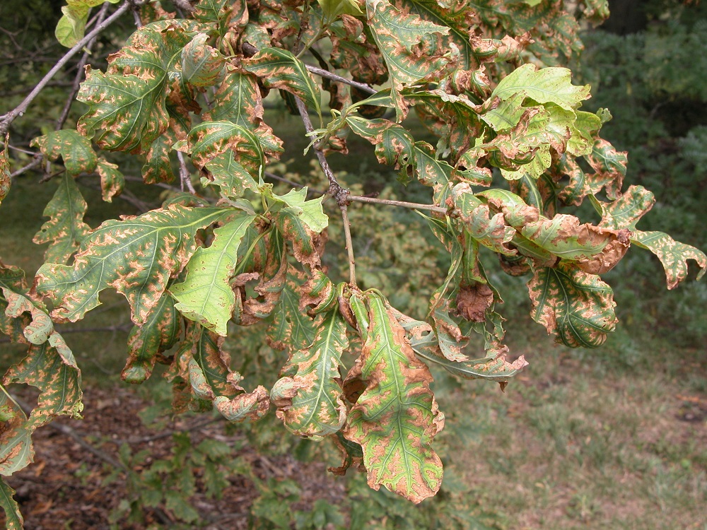 How to Rescue Trees - Herbicide Damage