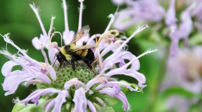 Can One Bee Rescue a Valuable Remnant Prairie? - Rusty patched bumble bee on bergamot plant