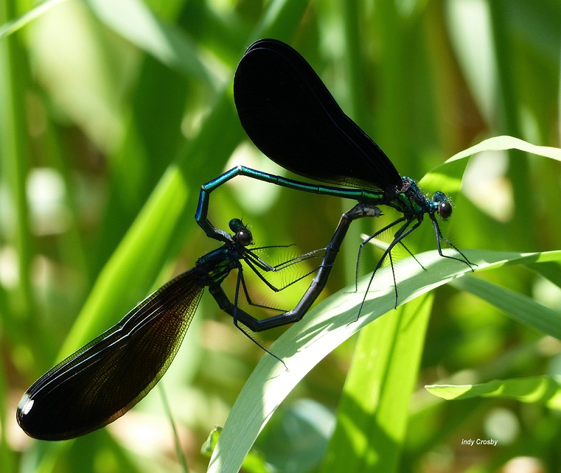Wonderful Slice - Ebony Jewel Wing Dragonflies