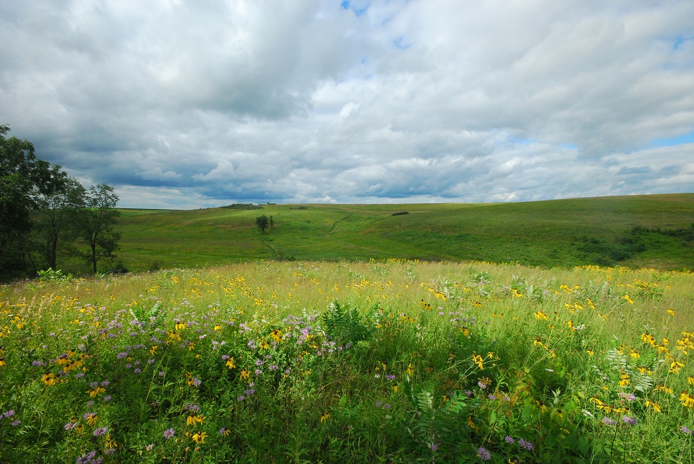 Doug Tallamy - Mounds View Grasslands Preserve
