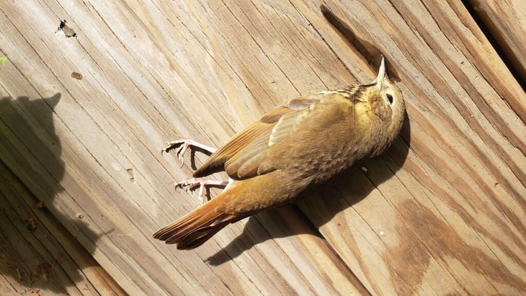 Sacrificing birds - dead hermit thrush