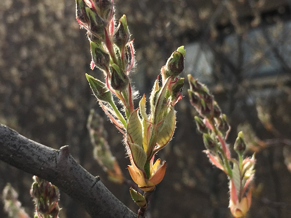 Phenology of Amelanchier buds on the 606 in Chicago 