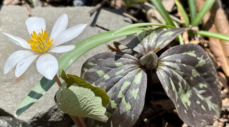 The Marvelous Melinda Myers - bloodroot and trillium