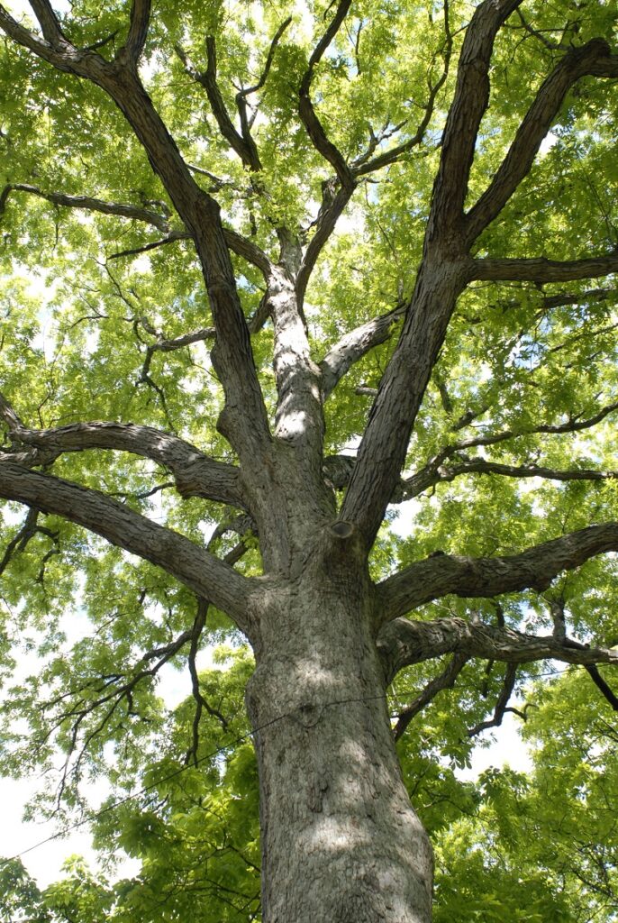 Amazing native plants - Quercus alba