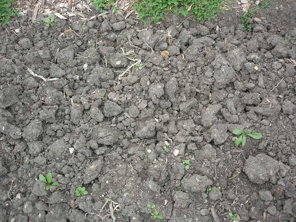 regeneration miracle - lousy soil at Vernon Hills Park District Community Garden